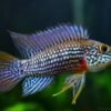 484072075_689185520344618_1781809352247759375_n Apistogramma Alto Tapiche