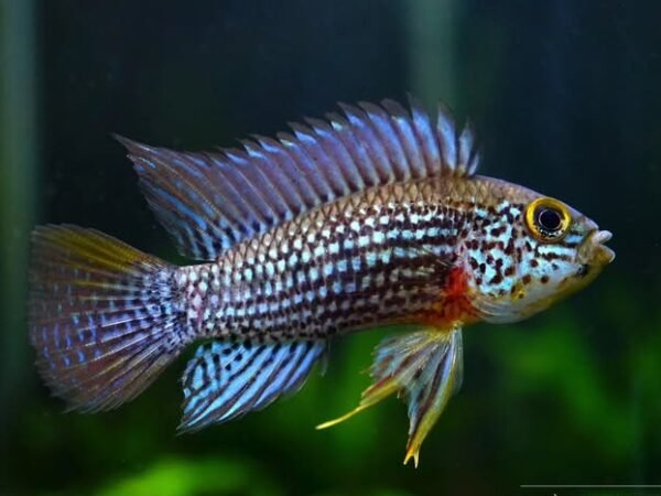 484072075_689185520344618_1781809352247759375_n Apistogramma Alto Tapiche