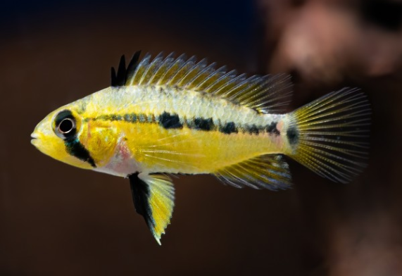 Captura de pantalla 2025-07-17 123520 Apistogramma Alto Tapiche