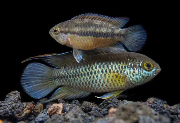 imagen_2025-07-19_214025628 Nannacara Anomala